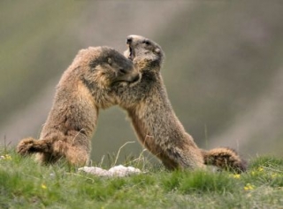  Marmot Games 